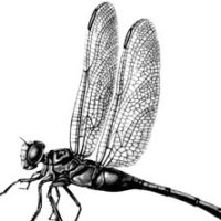 Dragonfly image