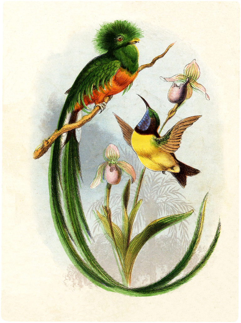 Vintage Tropical Birds Image The Graphics Fairy