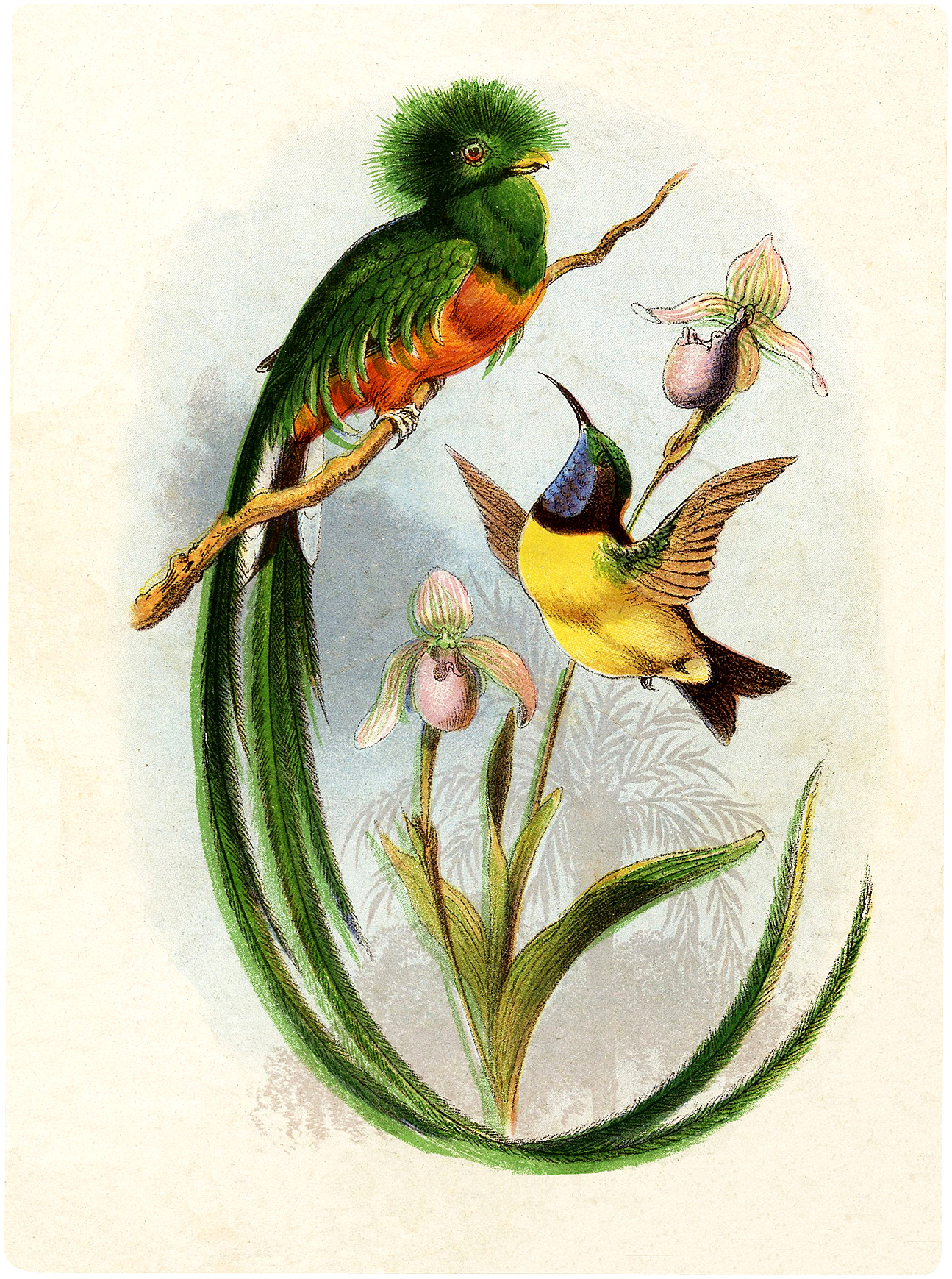 Vintage Tropical Birds Image! - The Graphics Fairy