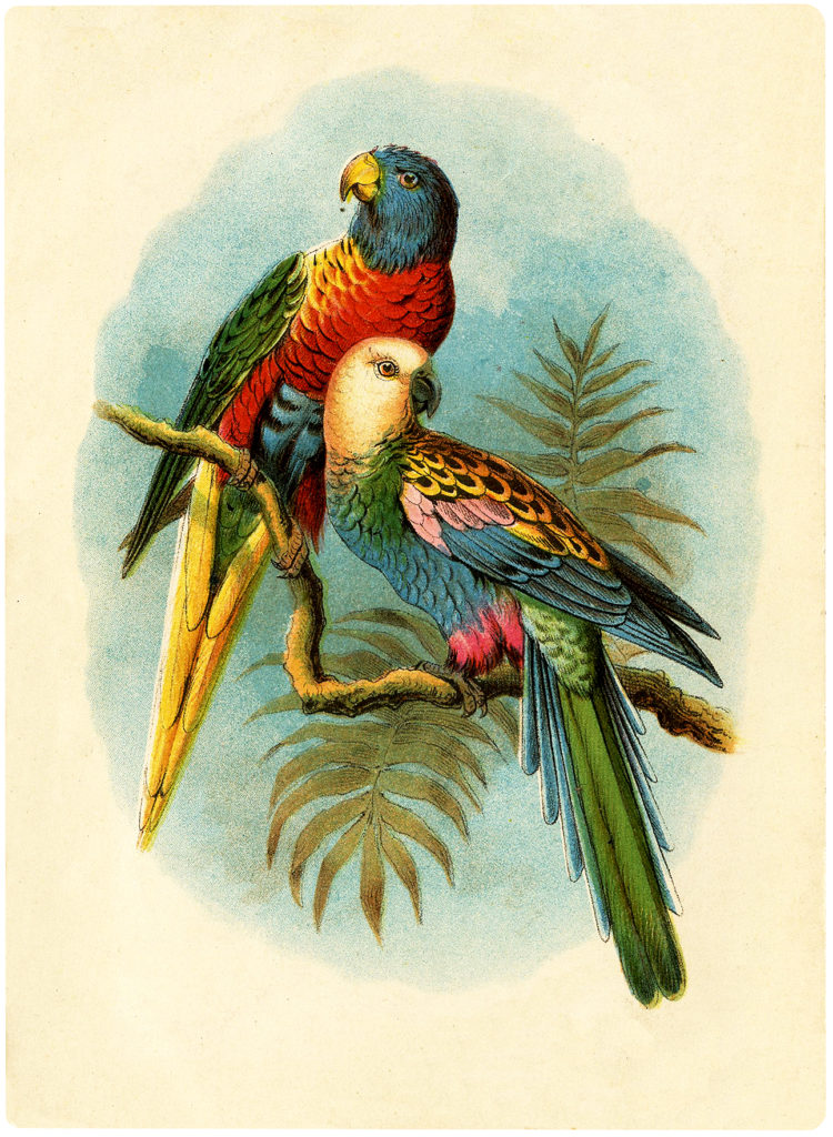 Beautiful Vintage Parrots Picture! - The Graphics Fairy