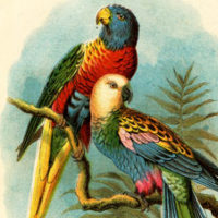 2 Parrots image