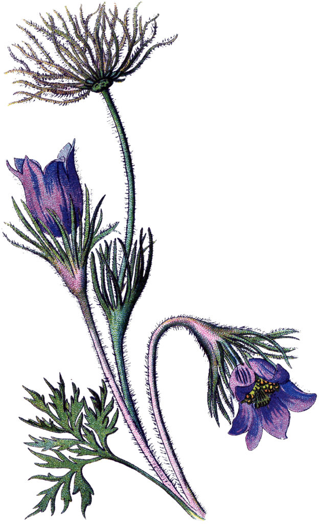 Vintage Purple Wildflower Image