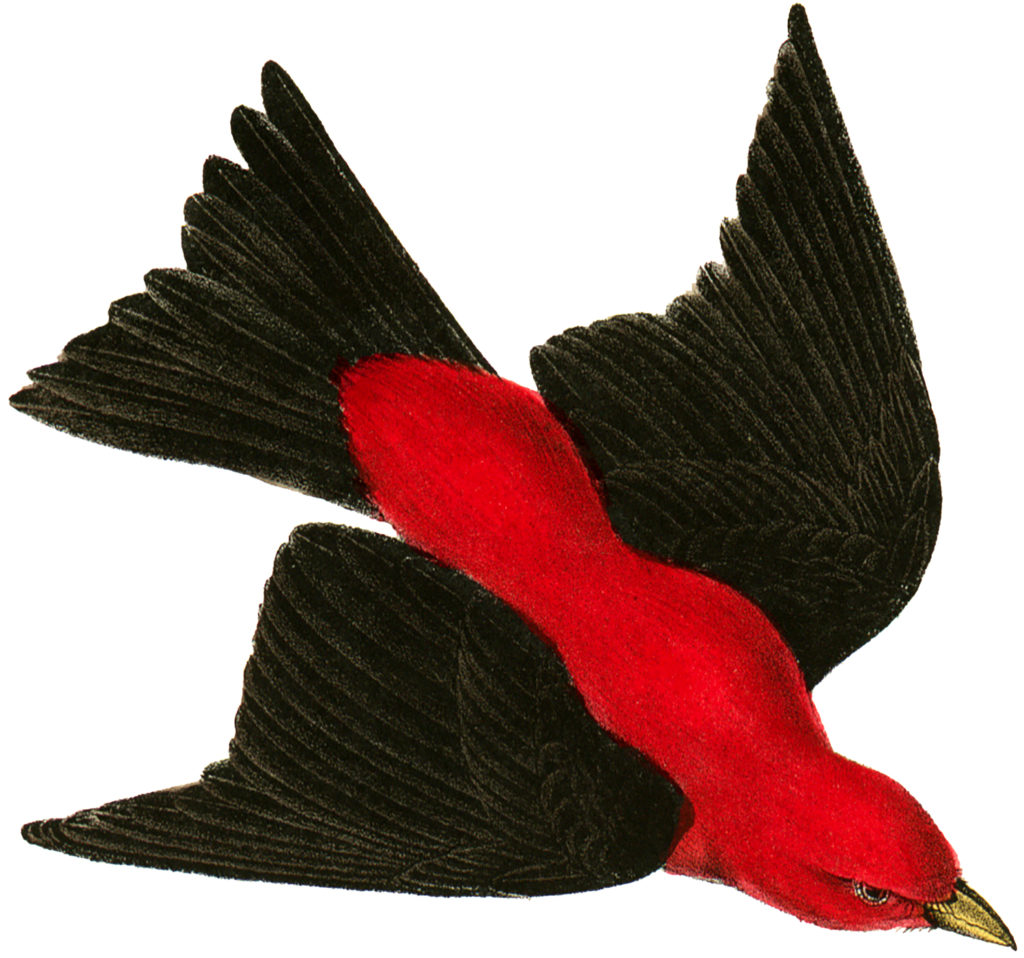 Vintage Red Bird Image