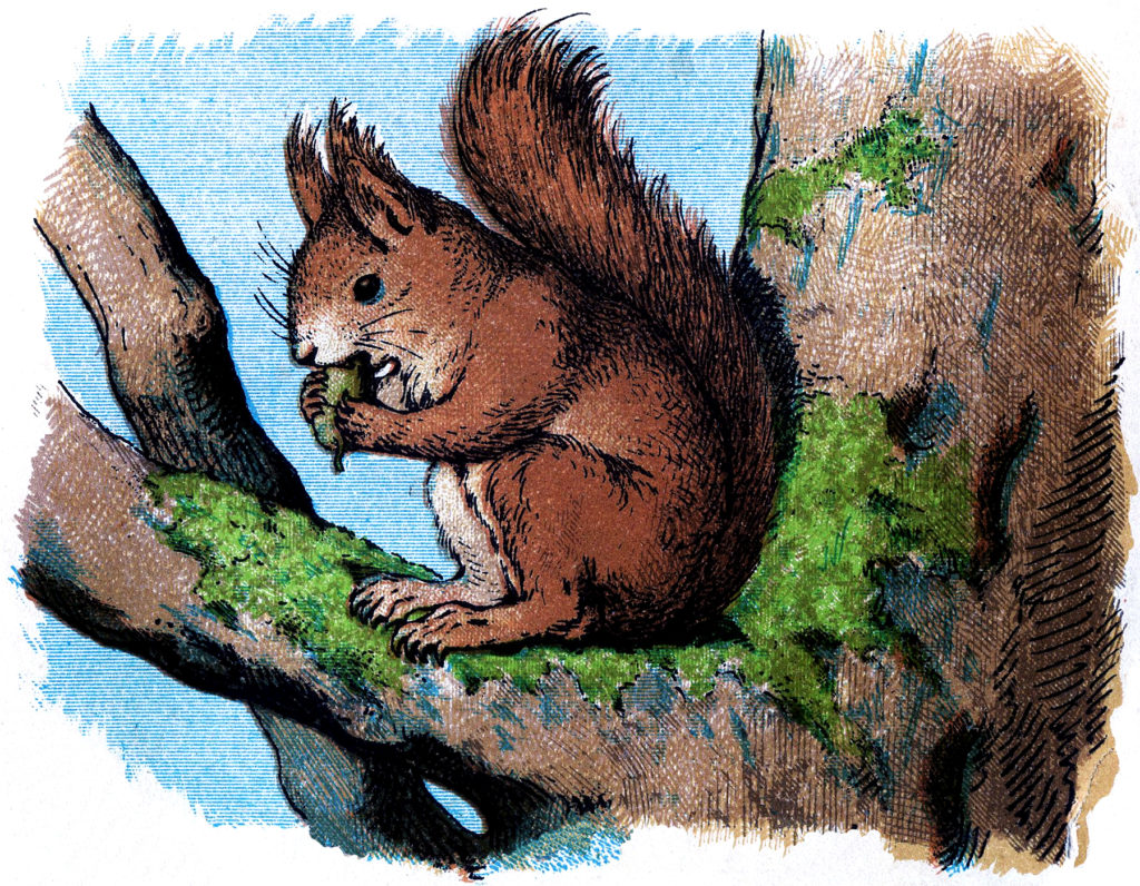 Vintage Squirrel Download