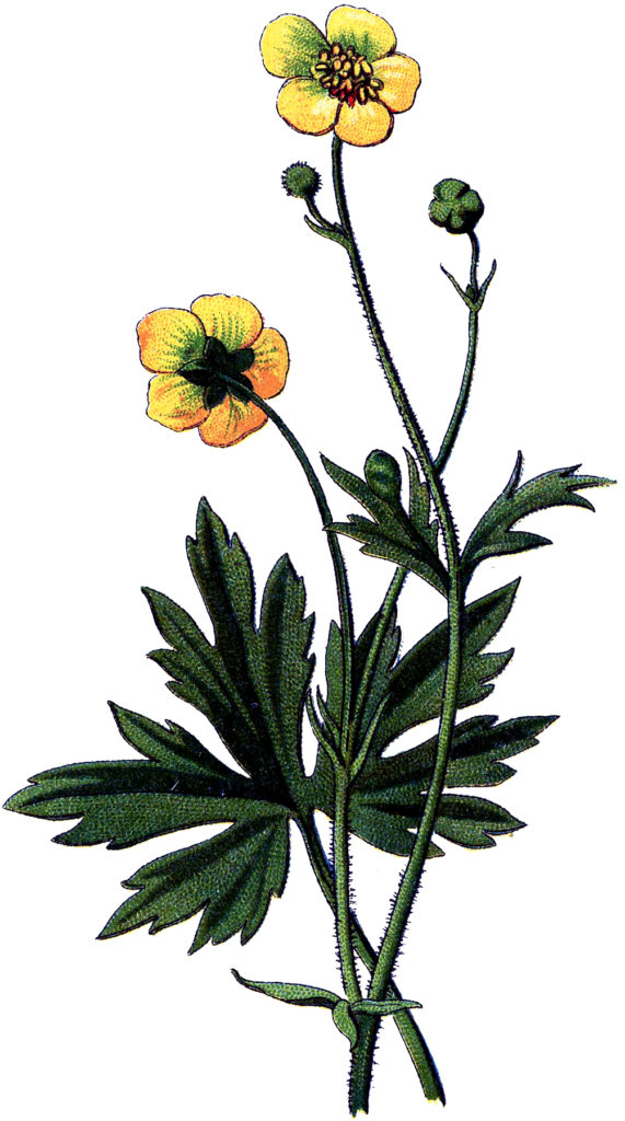 Vintage Botanical Buttercups Image