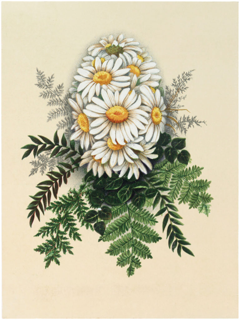 Vintage Daisy Egg Image