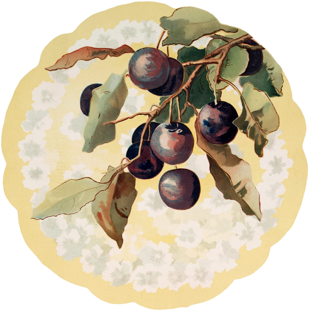 Vintage Plums Plate Image