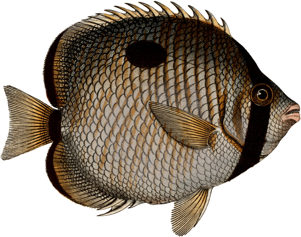Natural History Fish Image