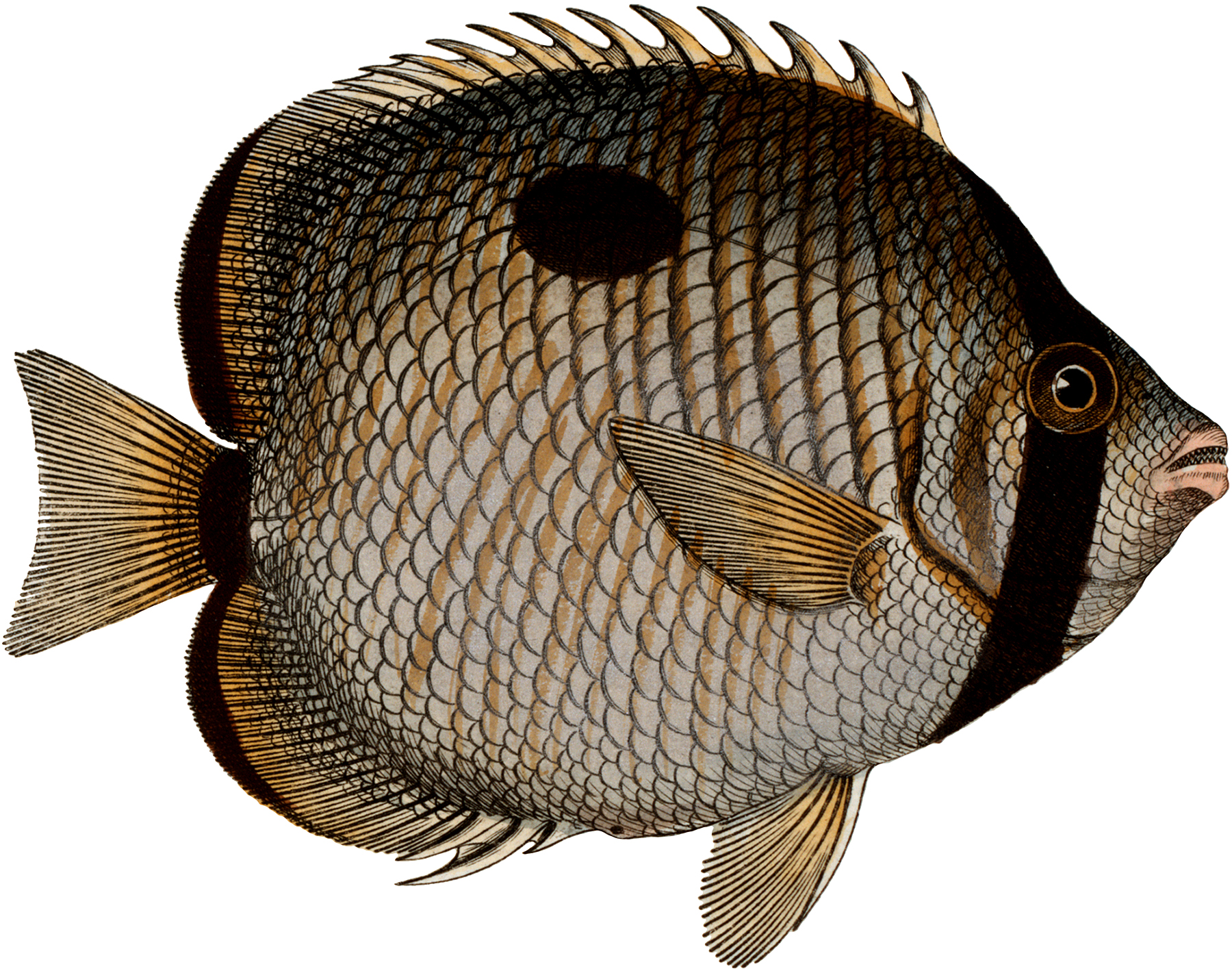 lake fish clip art