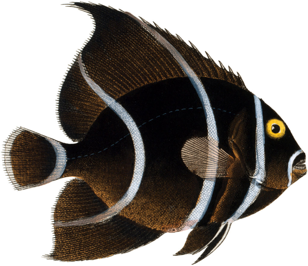 Angel Type Fish Image