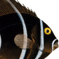 Striped fish head image