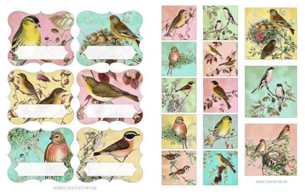 birds collage