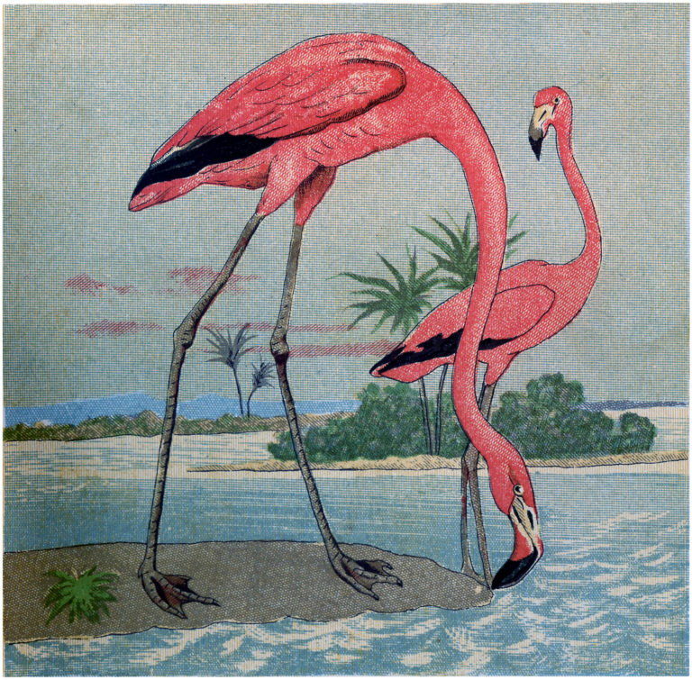 7 Flamingo Images! - The Graphics Fairy