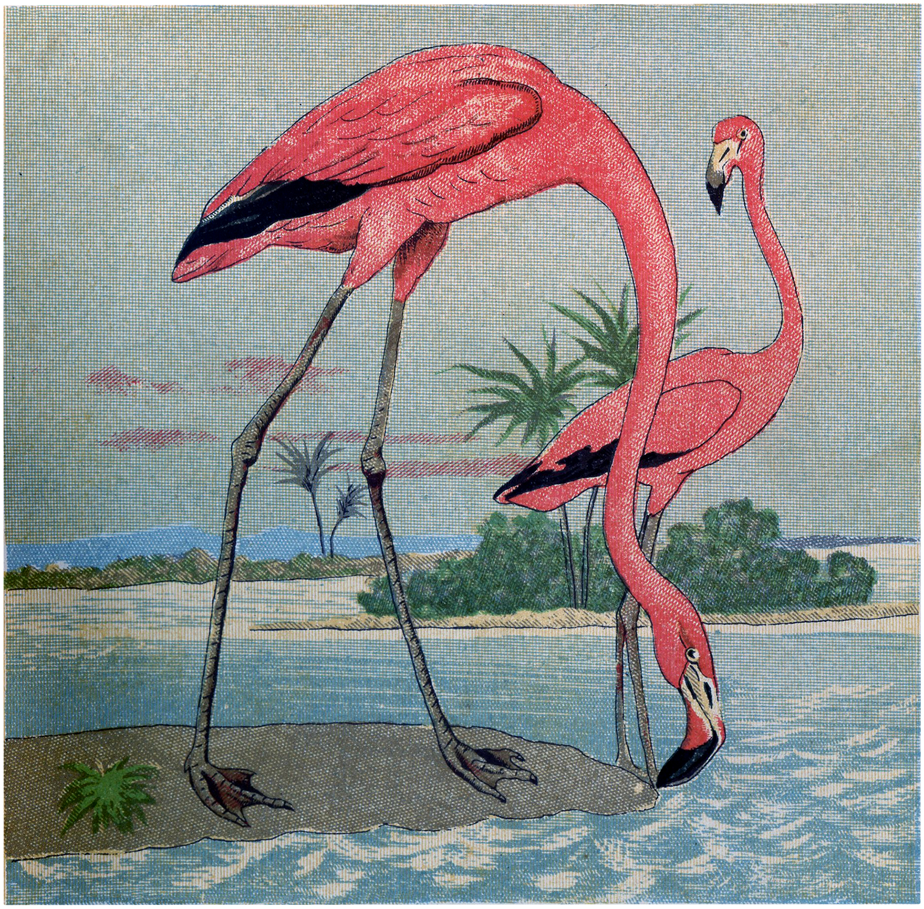 Flamingo Print Images – Browse 261 Stock Photos, Vectors, and Video