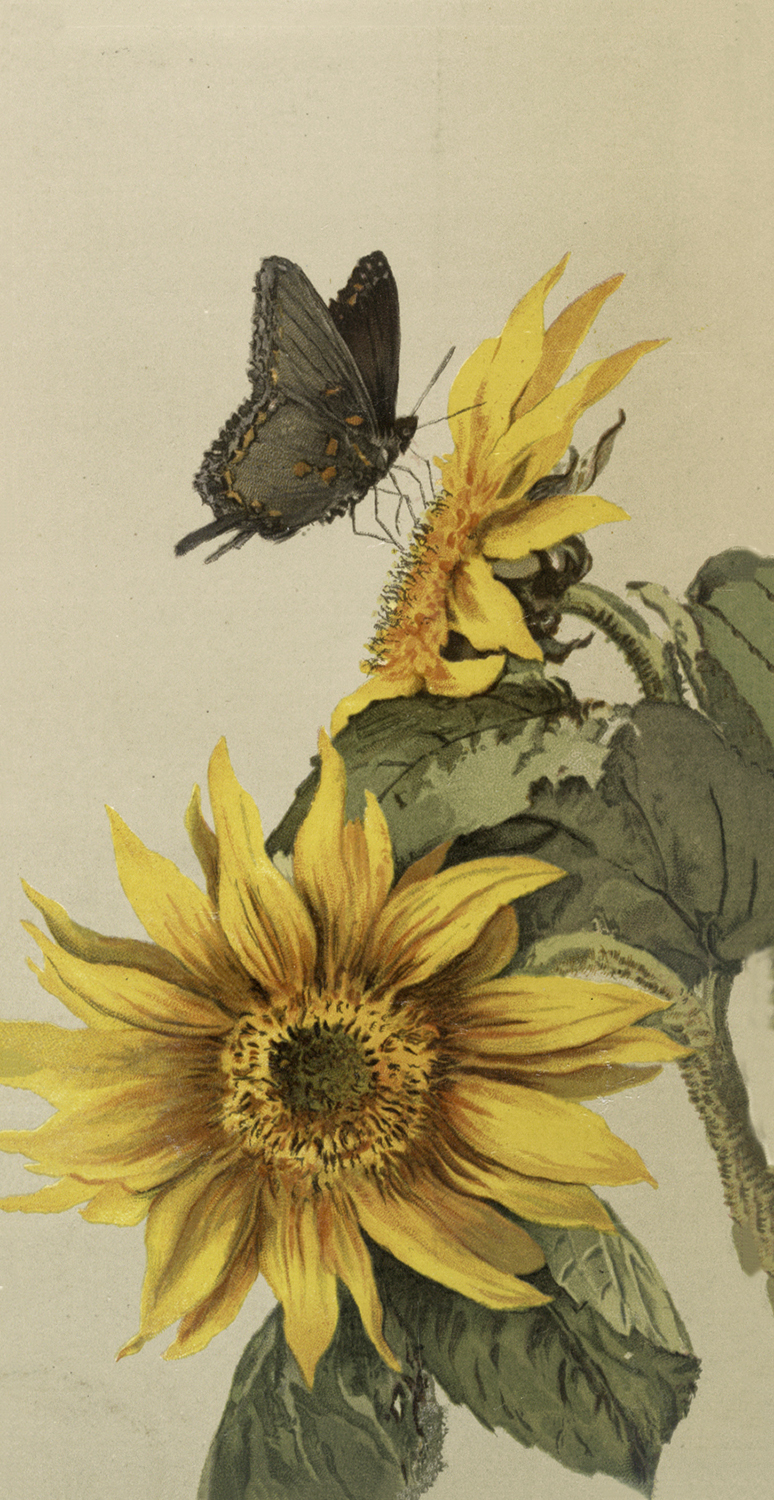 Download Pretty Vintage Moth And Sunflower Image! - The Graphics Fairy