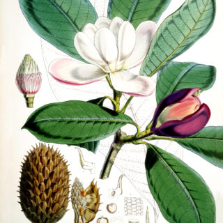 Vintage Magnolia Flower Image