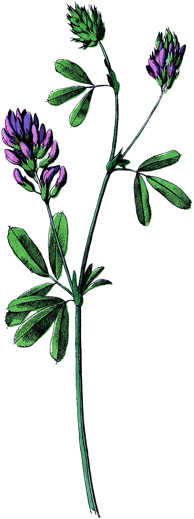 purple wildflower clipart