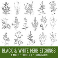 collage of herbs in black and white
