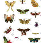 Insects Collage with butterflies and moths