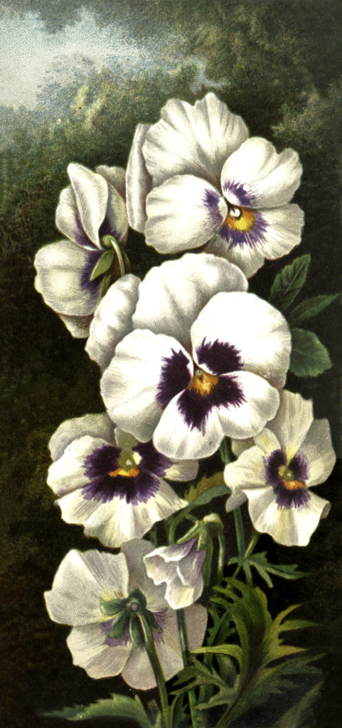 vintage white purple pansies
