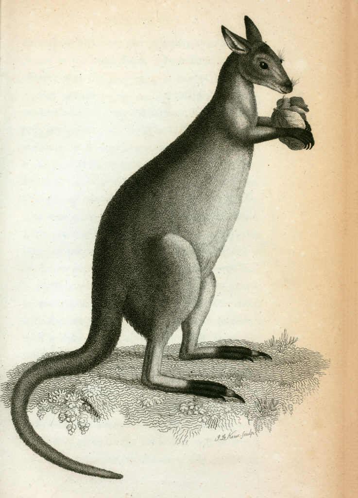 Hopping Through History: Kangaroos In Drawings And Paintings