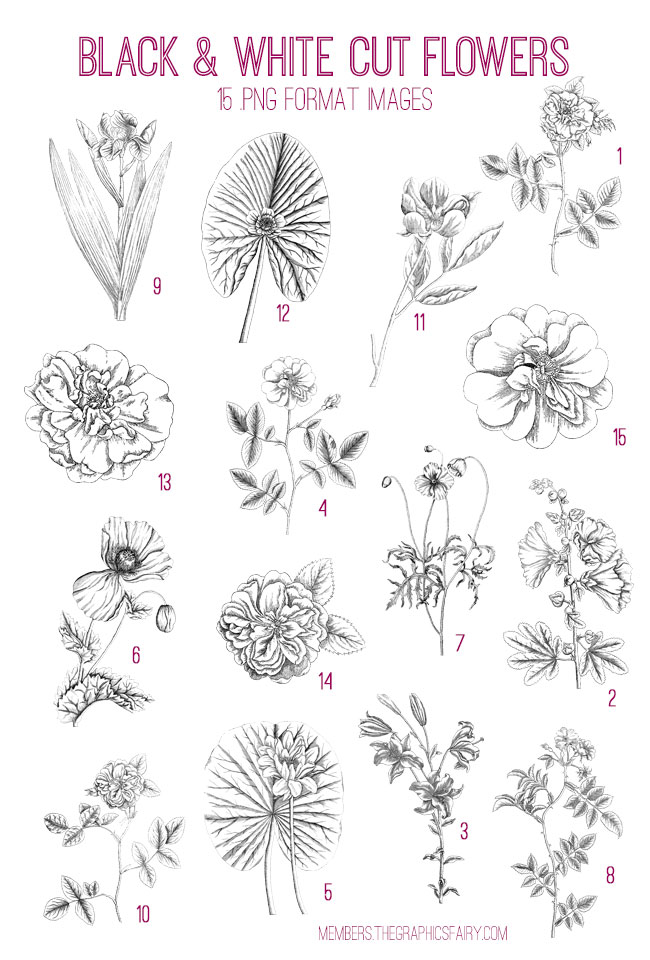 black and white flowers collage