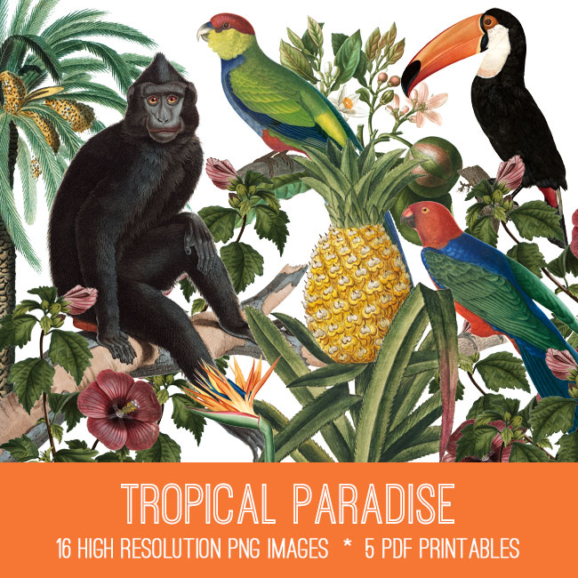 tropical paradise Collage with birds