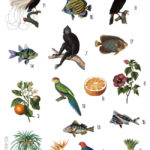 tropical paradise Collage with birds