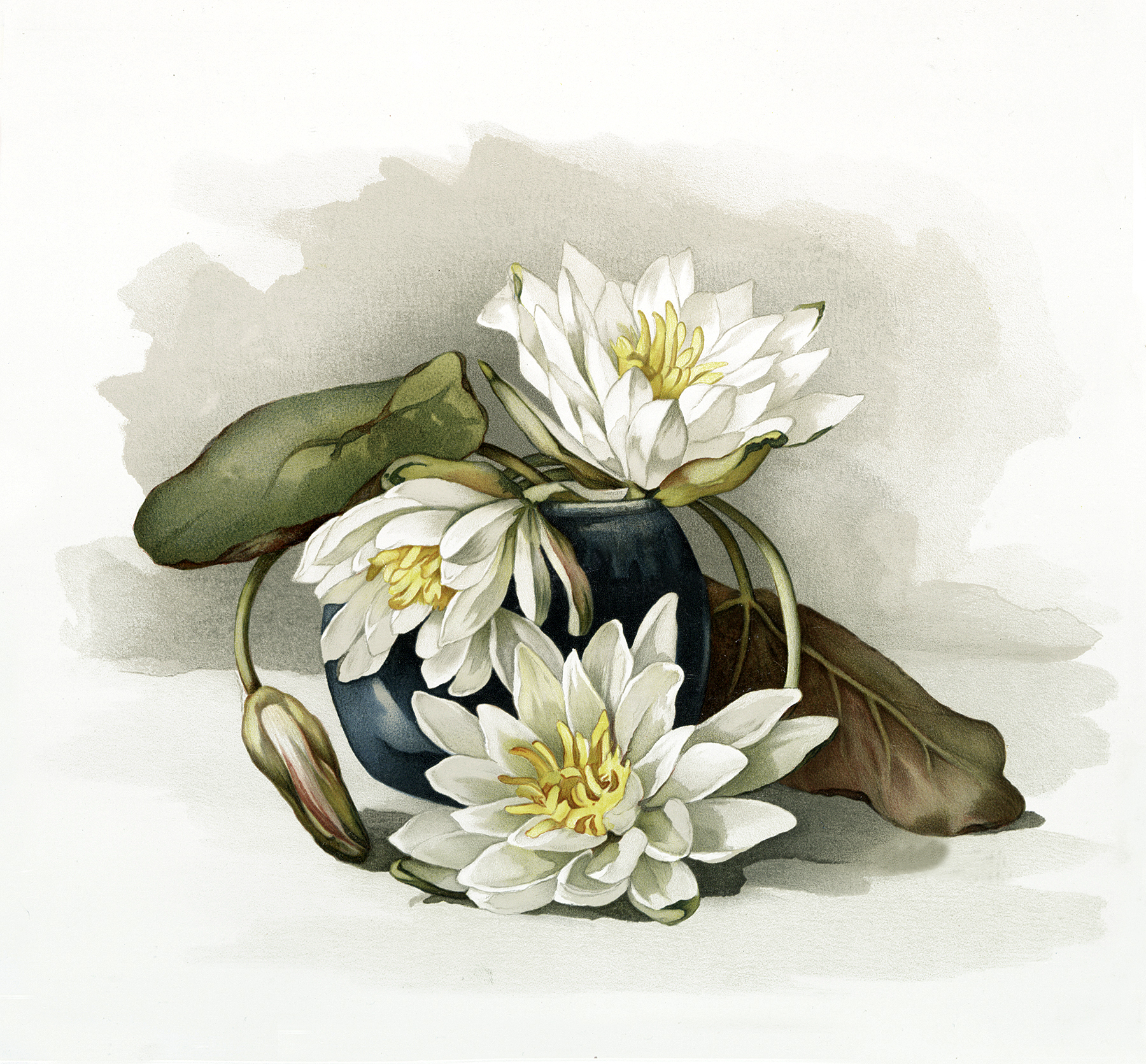 water lily flower clip art