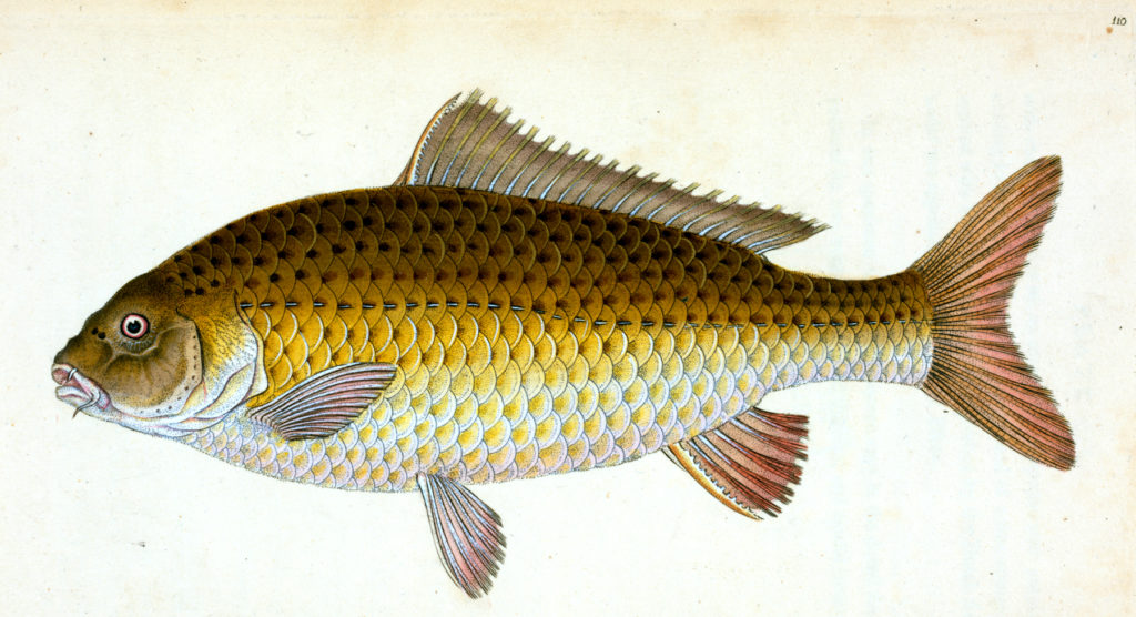 Carp Fish Clip Art