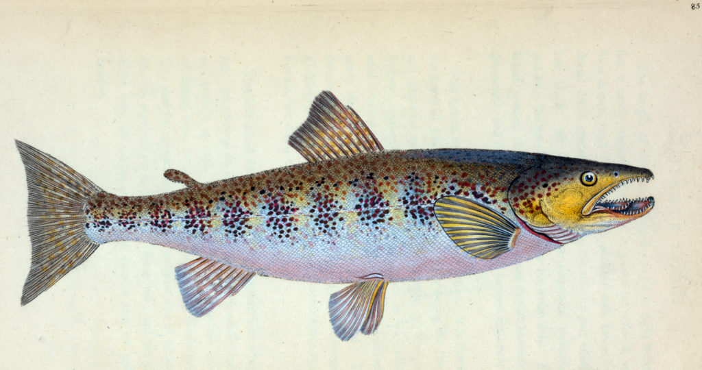 Vintage Trout Graphic