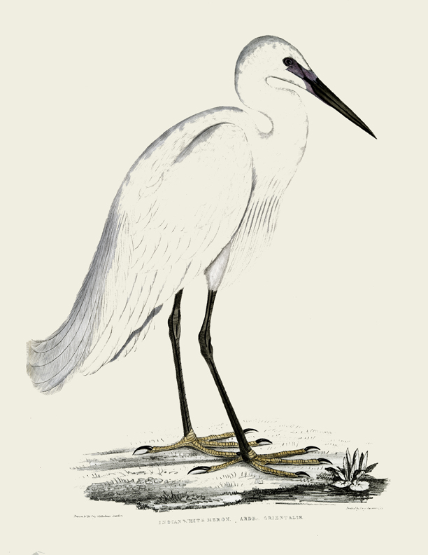 natural-history-white-heron-bird-printable-instant-art-the