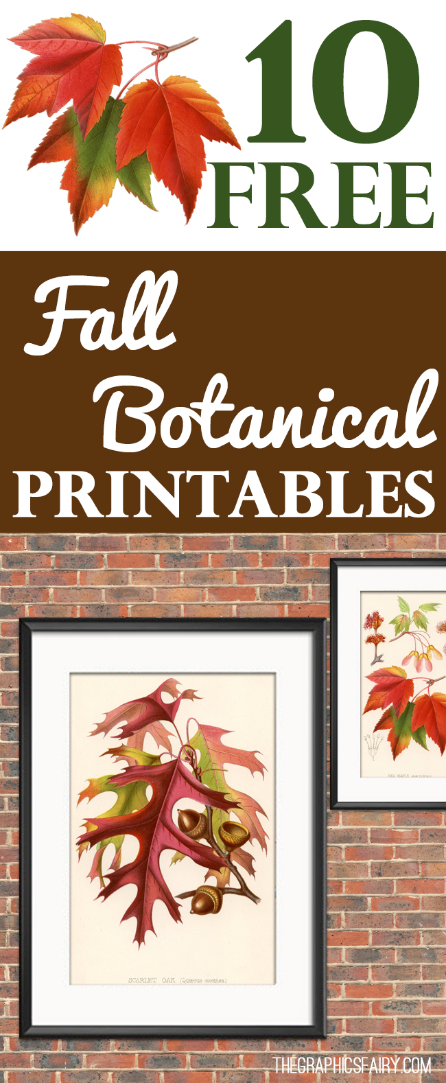 10 Free Fall Botanical Printables