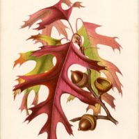 Oak leaves with Acorns image
