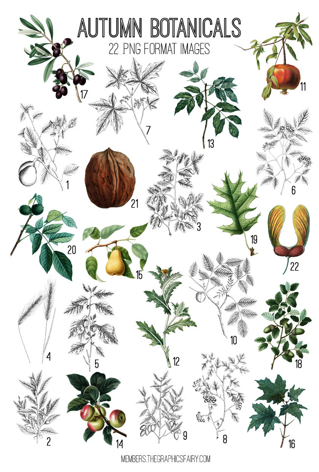 autumn botanicals collage with nuts and fruit