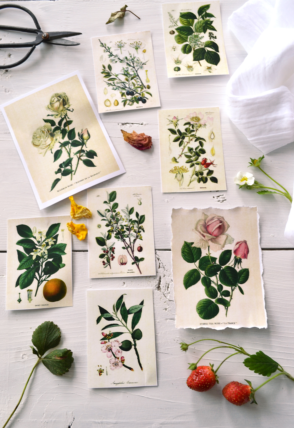 diy-botanical-labels-or-tags-free-printable-the-graphics-fairy-bloglovin