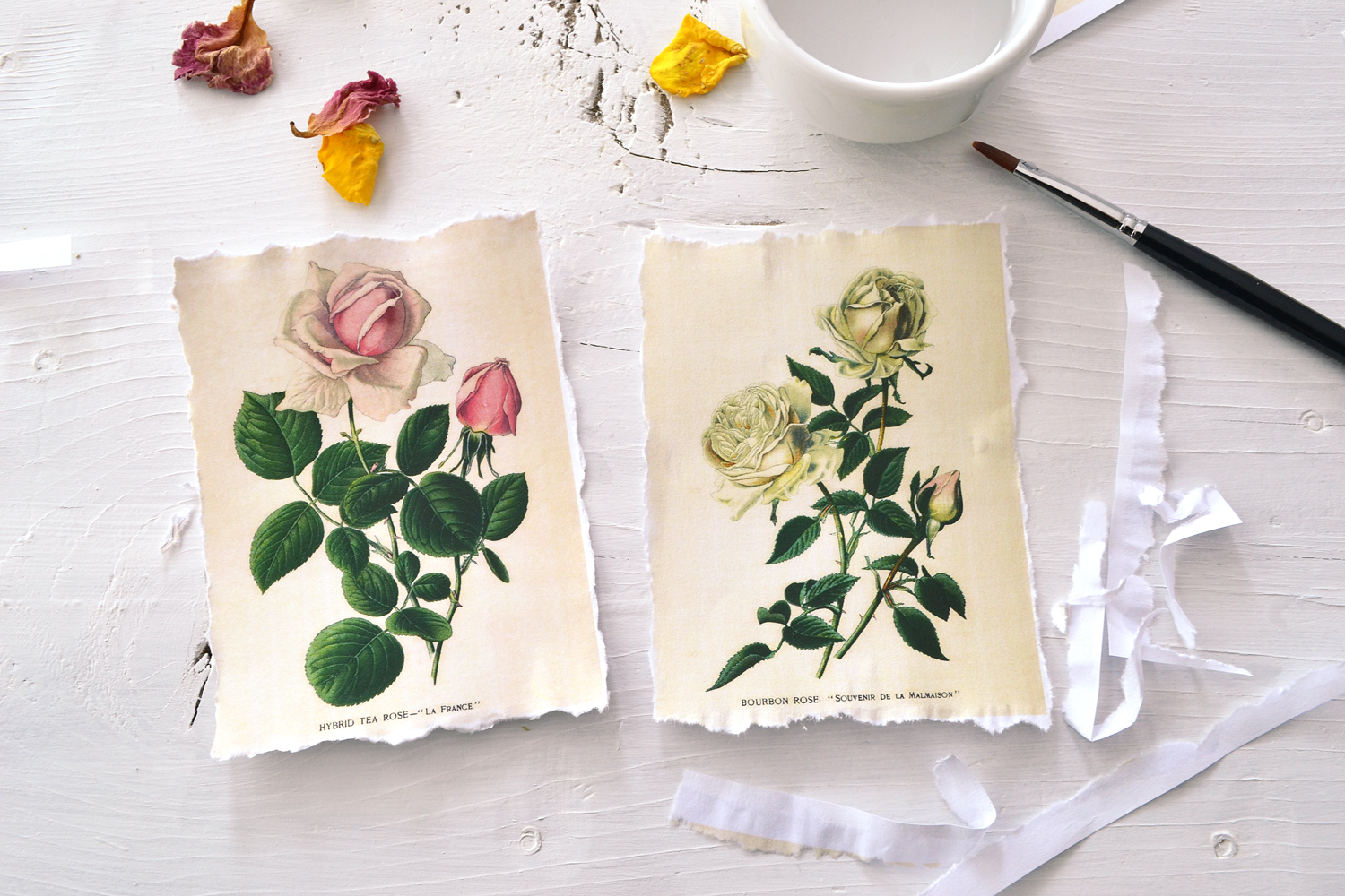 two printed roses with Torn edges