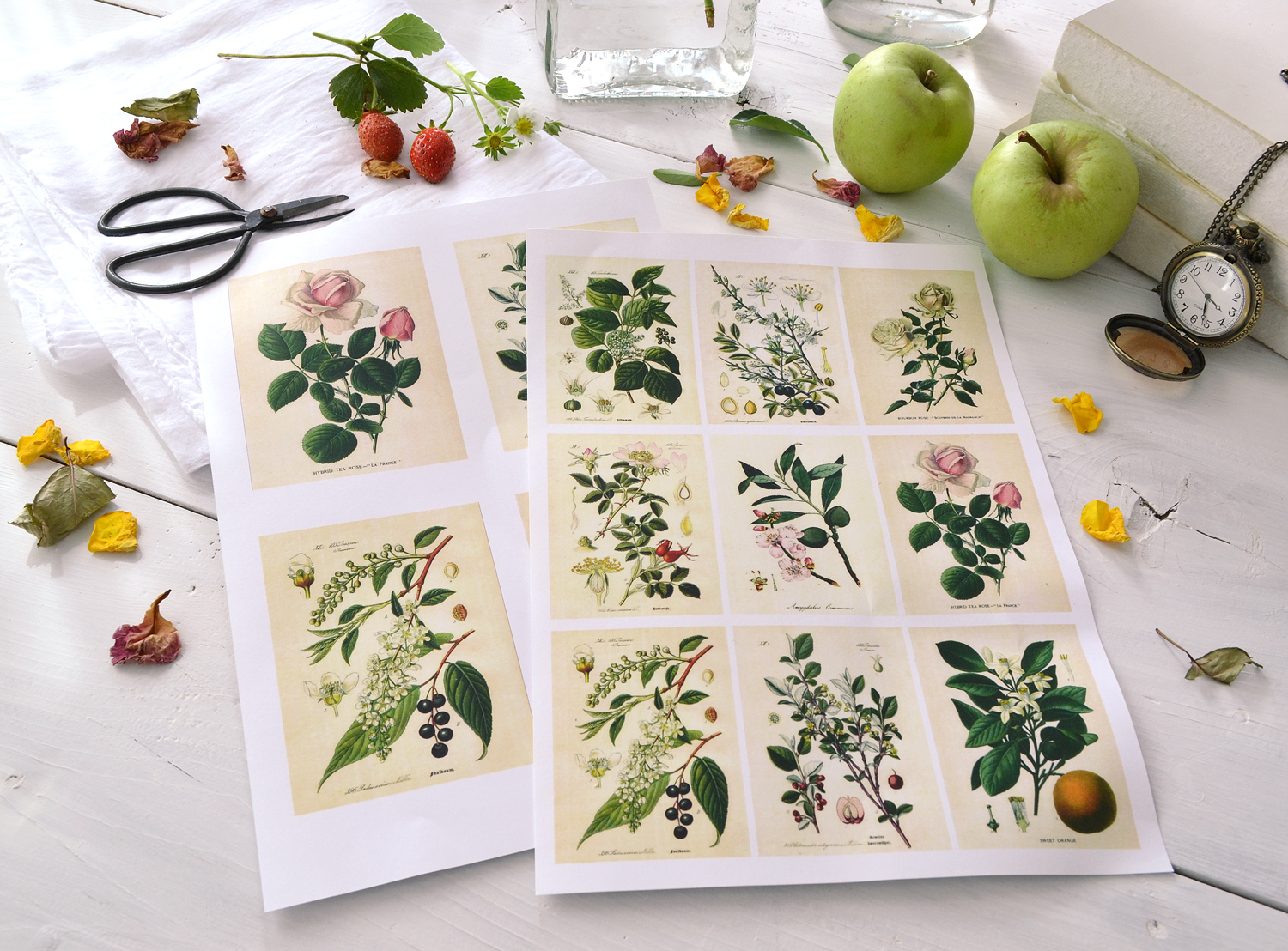 Free Printable Botanical Stickers