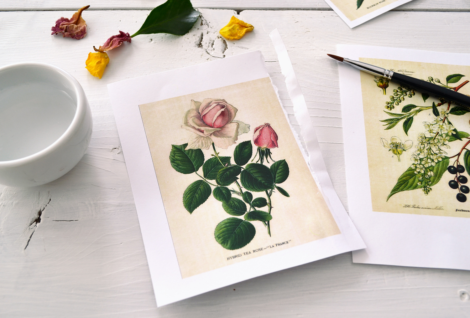 Free printable botanical stickers — Gooseberry Moon