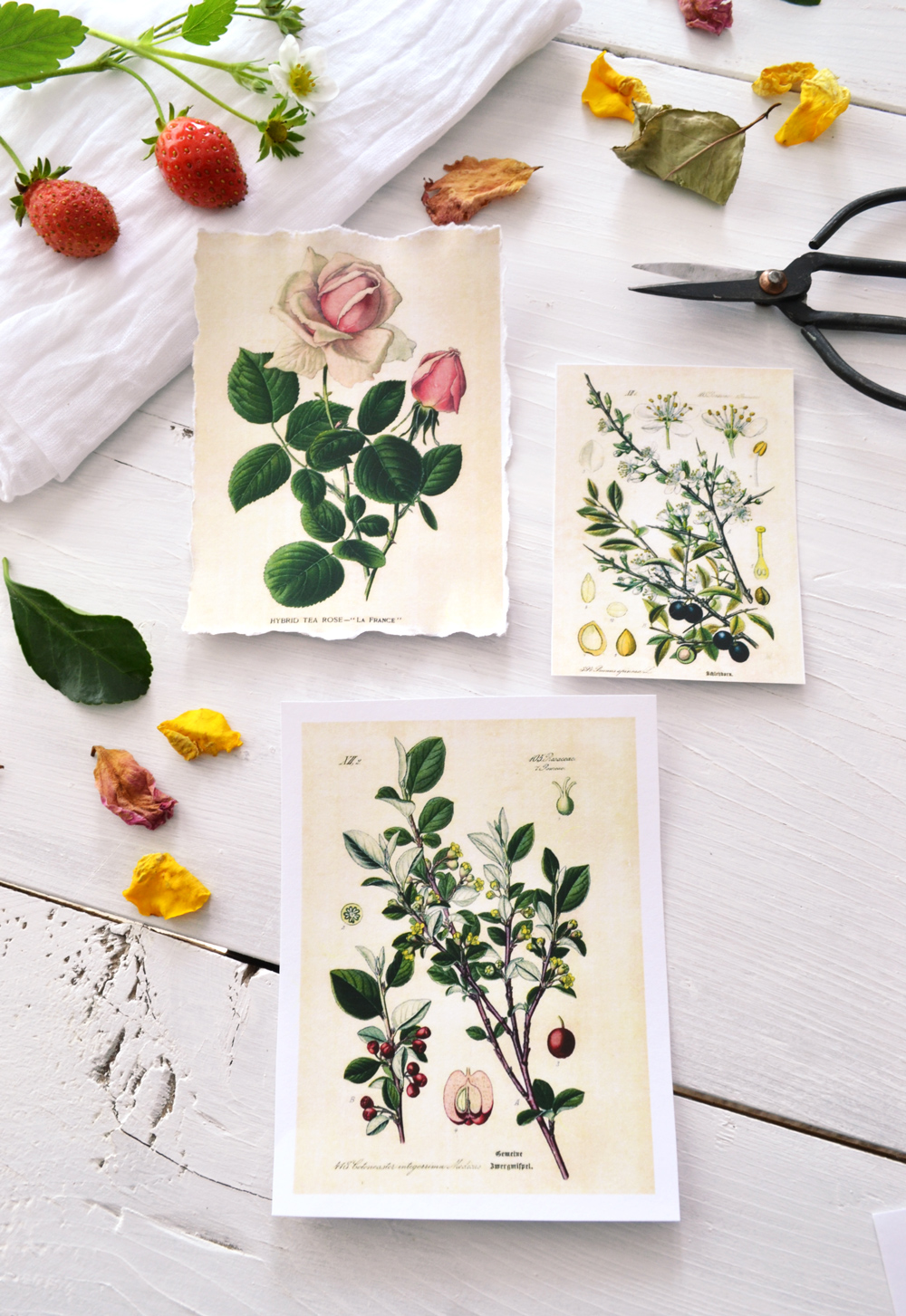 Free printable botanical stickers — Gooseberry Moon