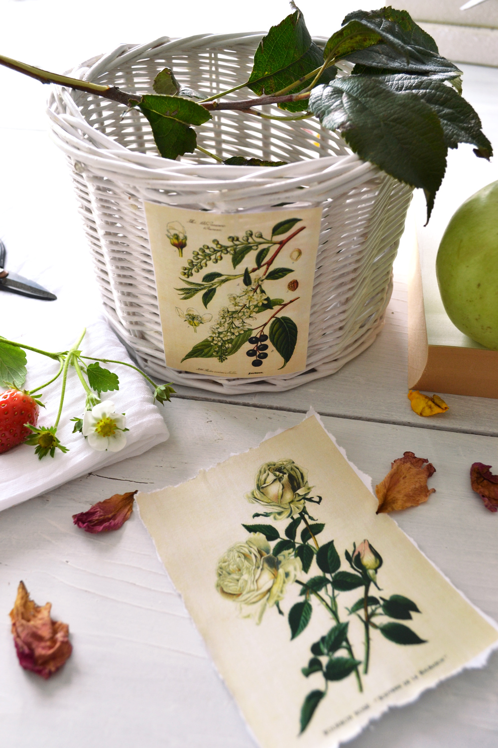 Free printable botanical stickers — Gooseberry Moon