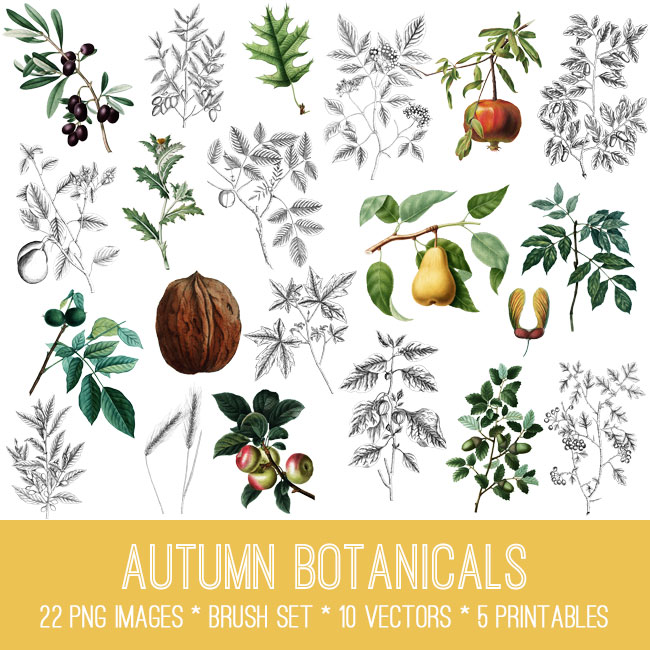 autumn botanicals collage with nuts and fruit