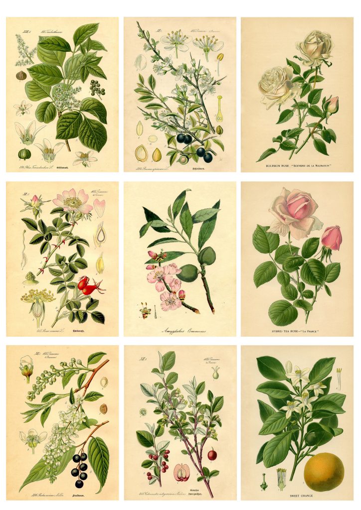 Botanical stickers