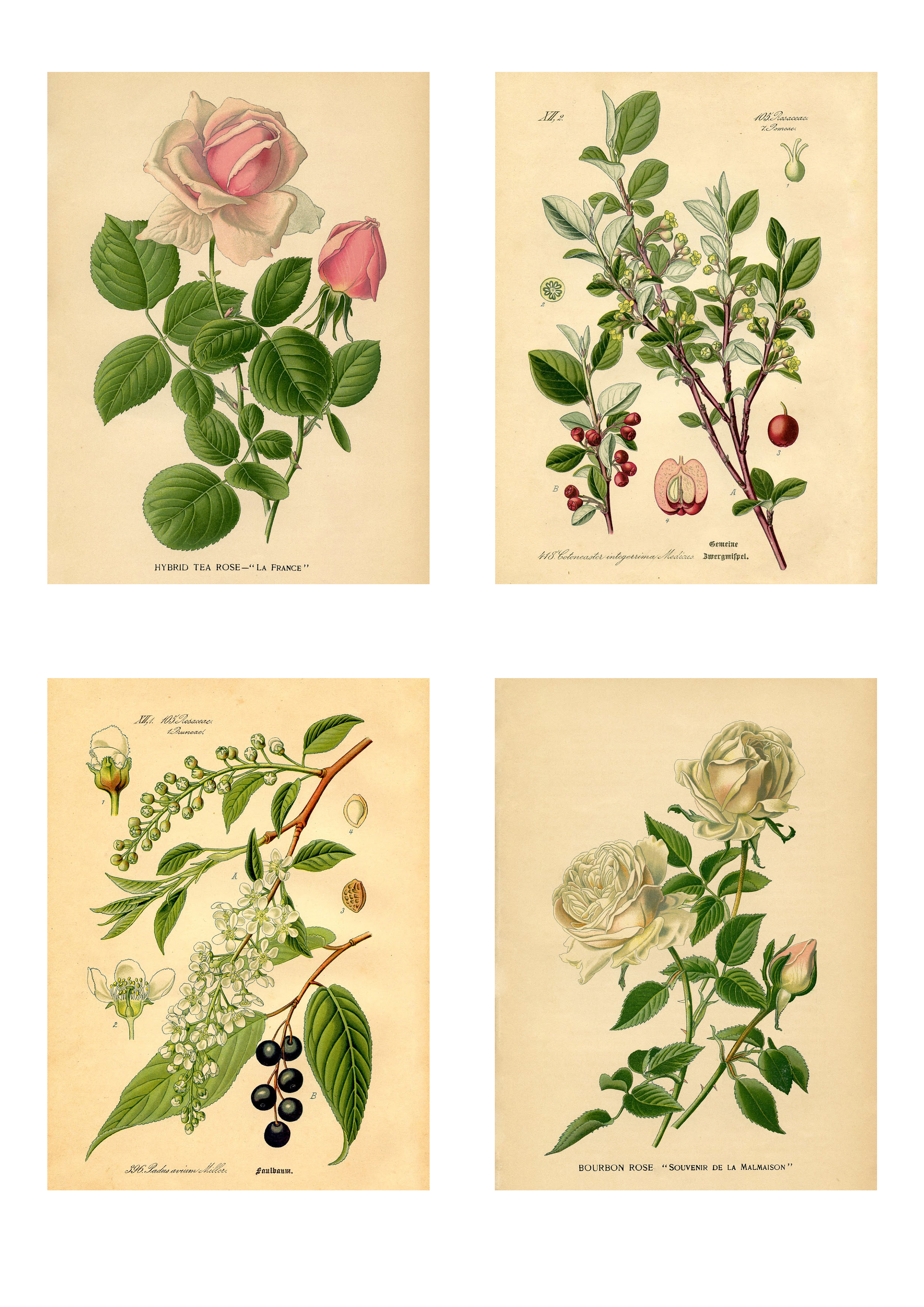 Free printable botanical stickers — Gooseberry Moon