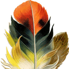 feather image