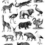 African Animals collage