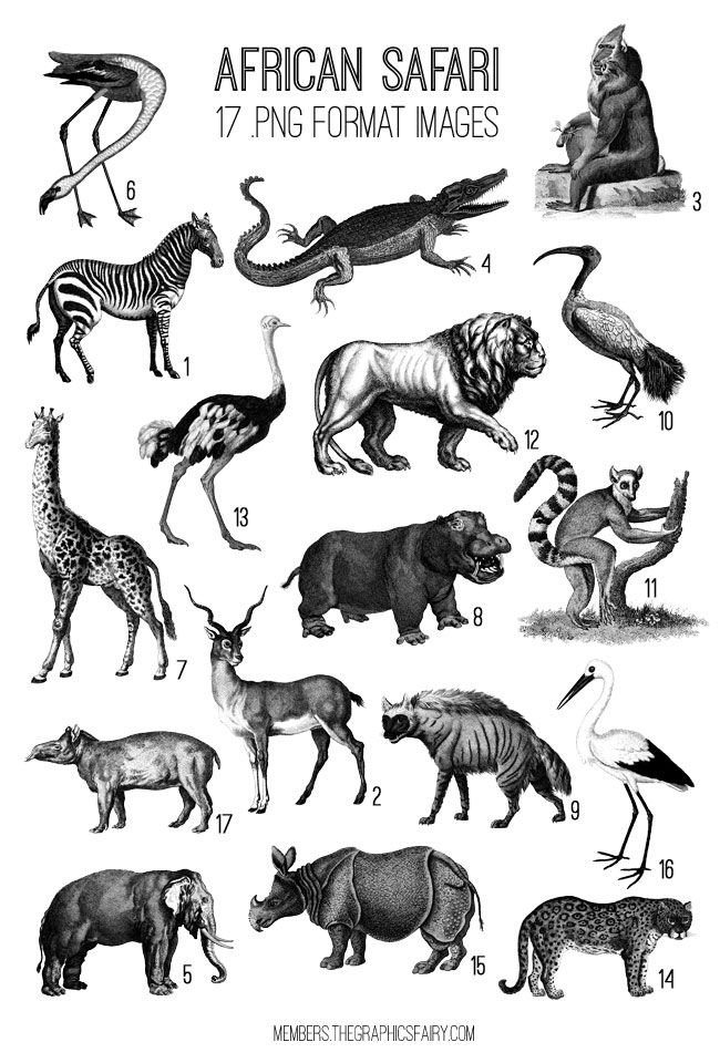 African Animals collage