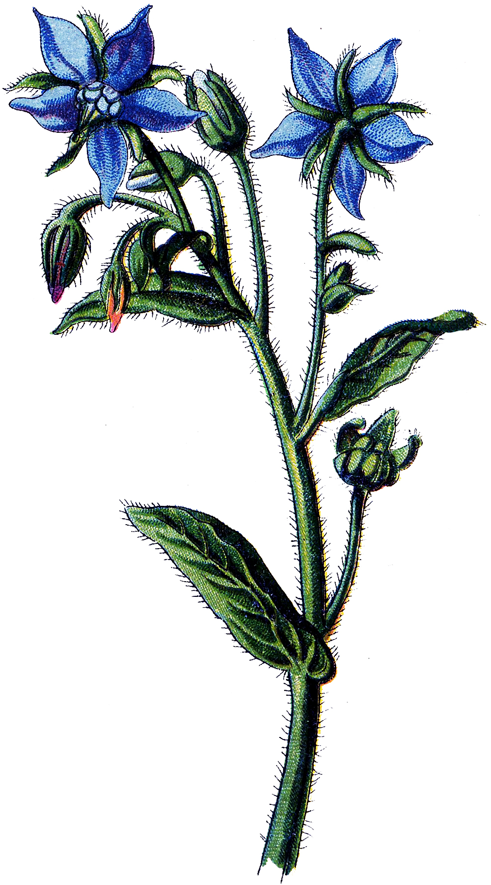 Botanical