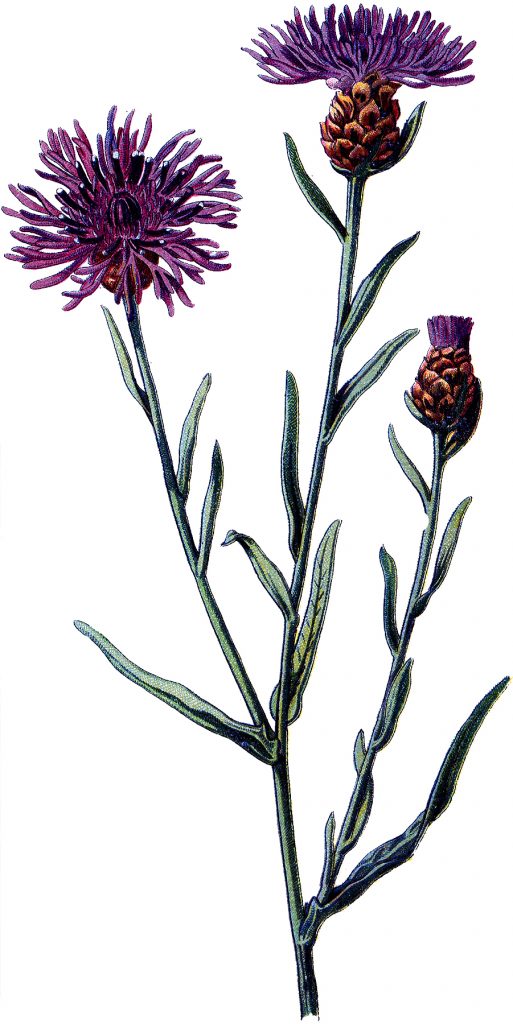 Old Purple Thistle Botanical Image