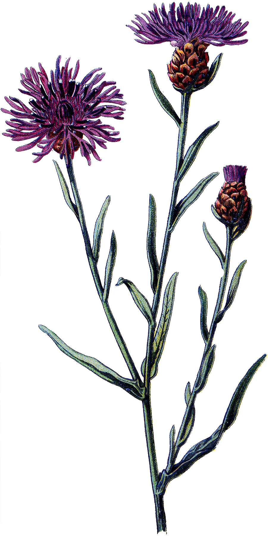 Old Purple Thistle Botanical Image! - The Graphics Fairy